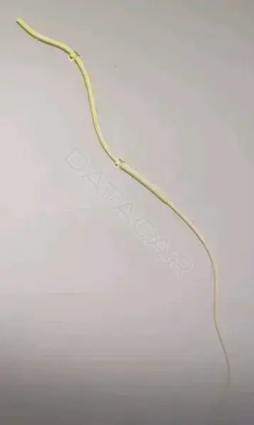 Трубка омывателя (шланг омывателя) GEELY 6025048200
